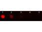 Anti-Mouse IgG2b  (Texas Red™ Conjugated) Pre-adsorbed Secondary Antibody